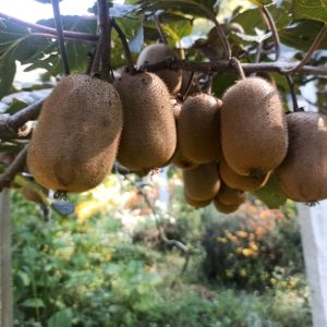 Green Kiwi - 1 Kg